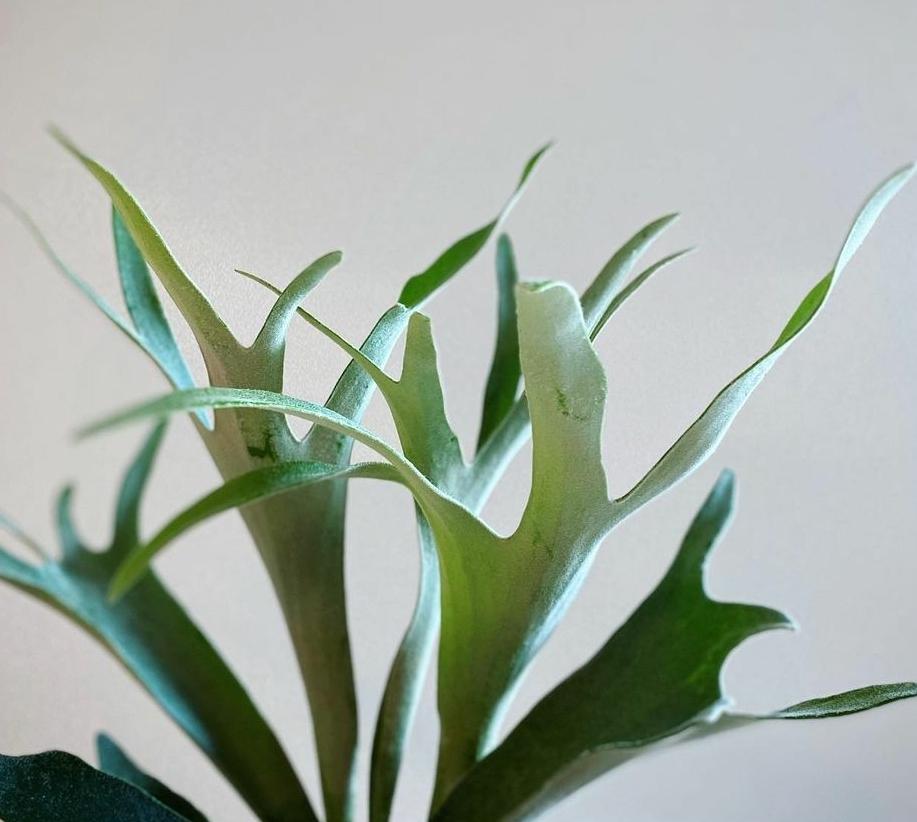 Platycerium Plant Studio LLC