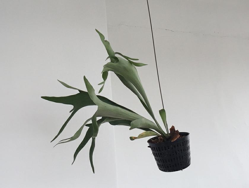 Platycerium Plant Studio LLC