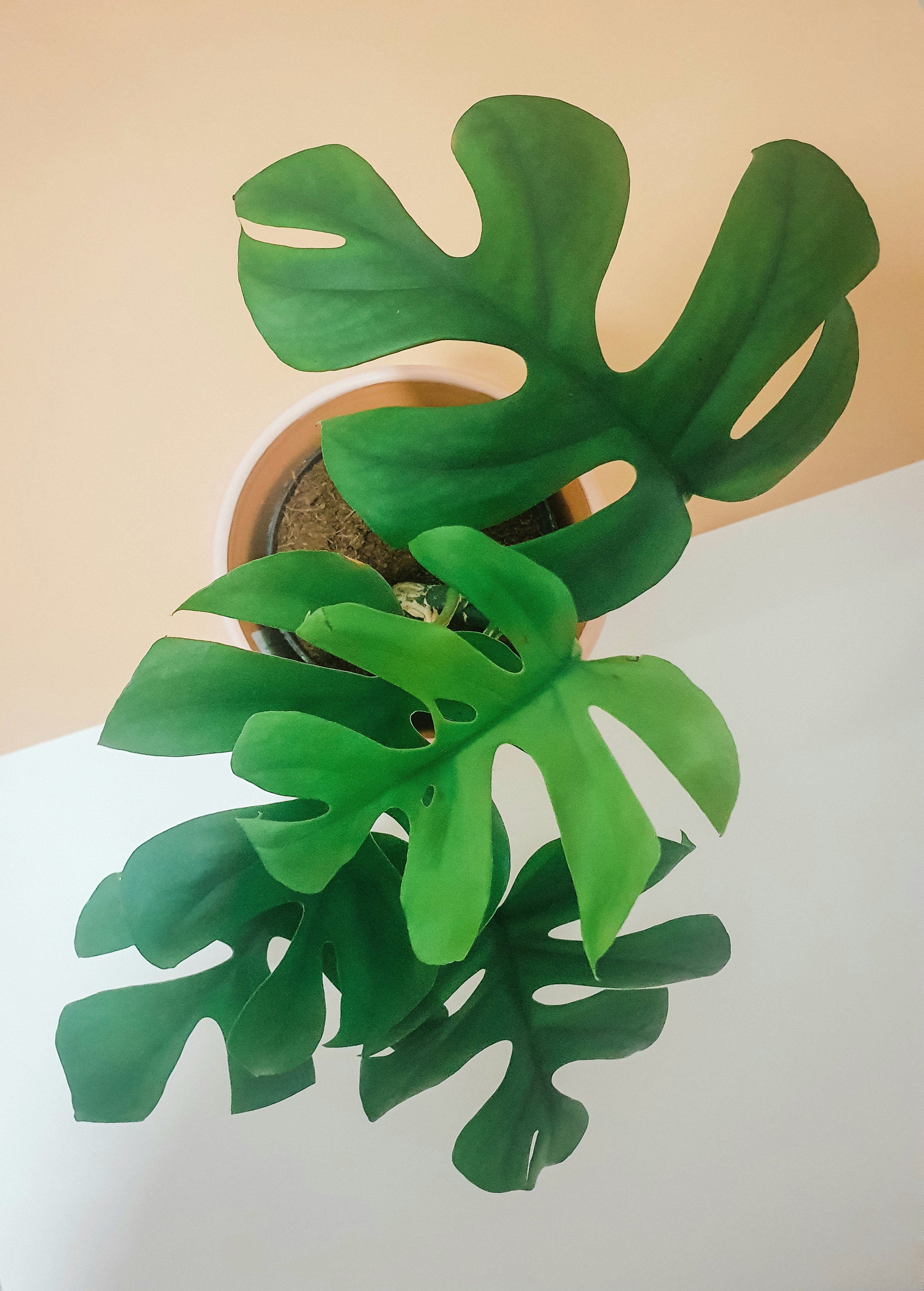 Rhaphidophora Tetrasperma Plant Studio LLC