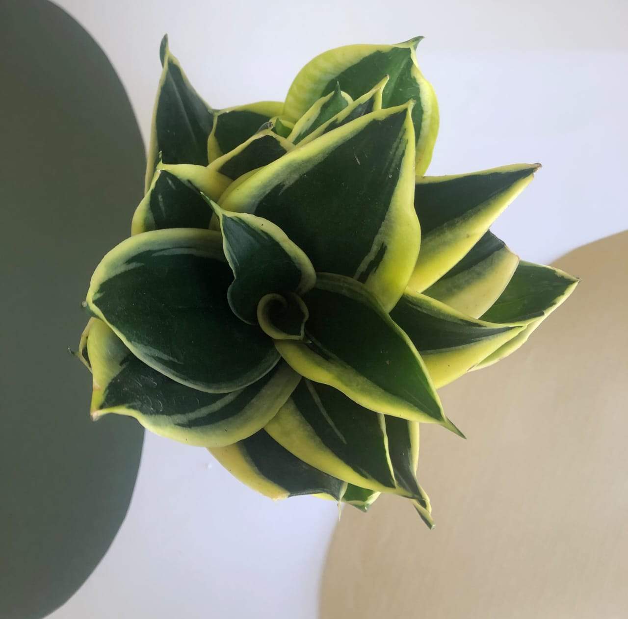 Sansevieria Black Gold - S Plant Studio LLC