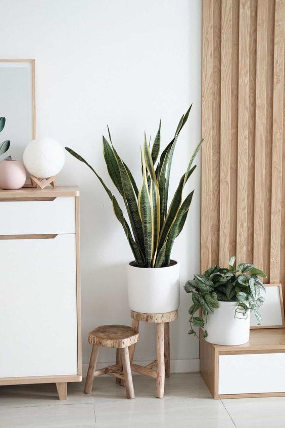 Sansevieria Laurentii - Snake Plant  in white pot