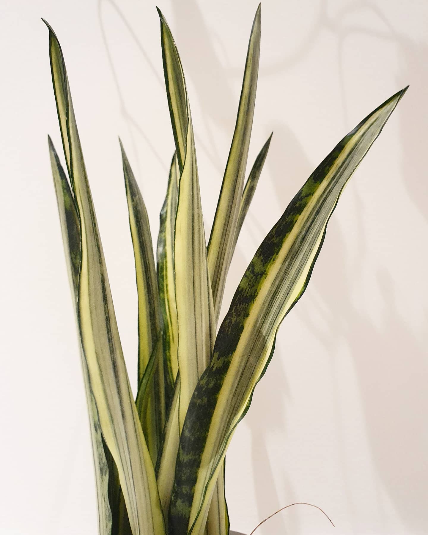 Sansevieria Trifasciata 'Bantel's Sensation' Plant Studio LLC