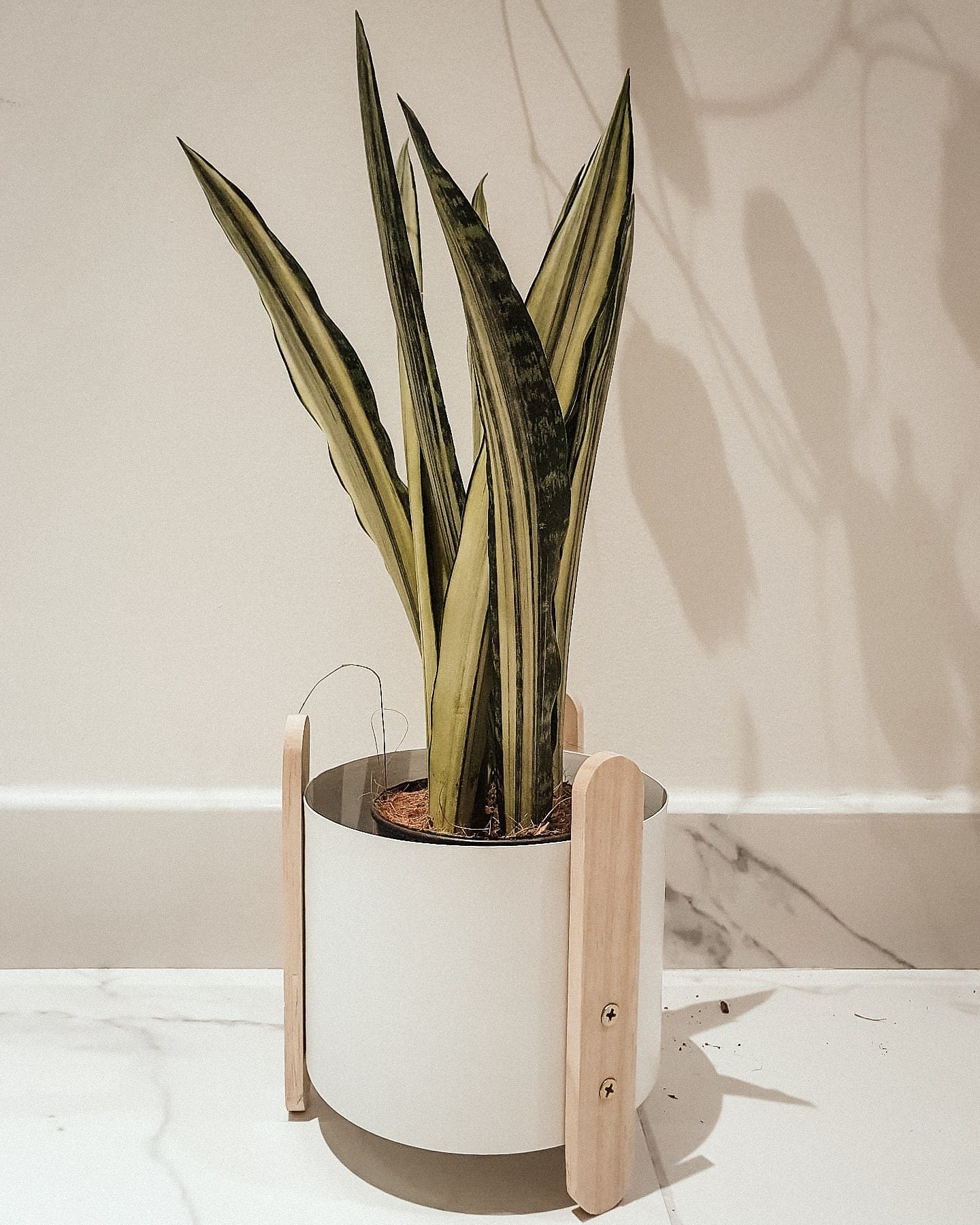 Sansevieria Trifasciata 'Bantel's Sensation' Plant Studio LLC