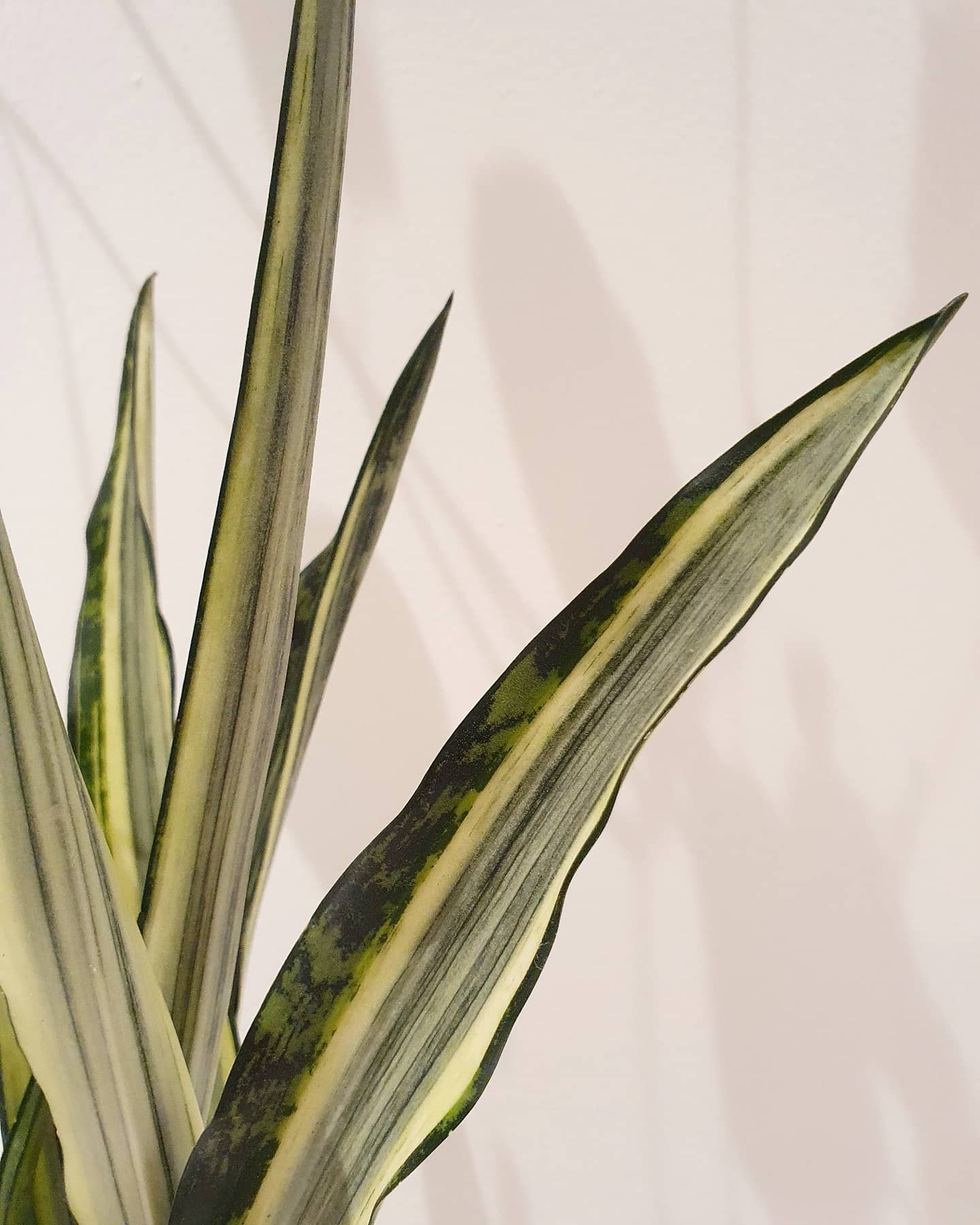 Sansevieria Trifasciata 'Bantel's Sensation' Plant Studio LLC