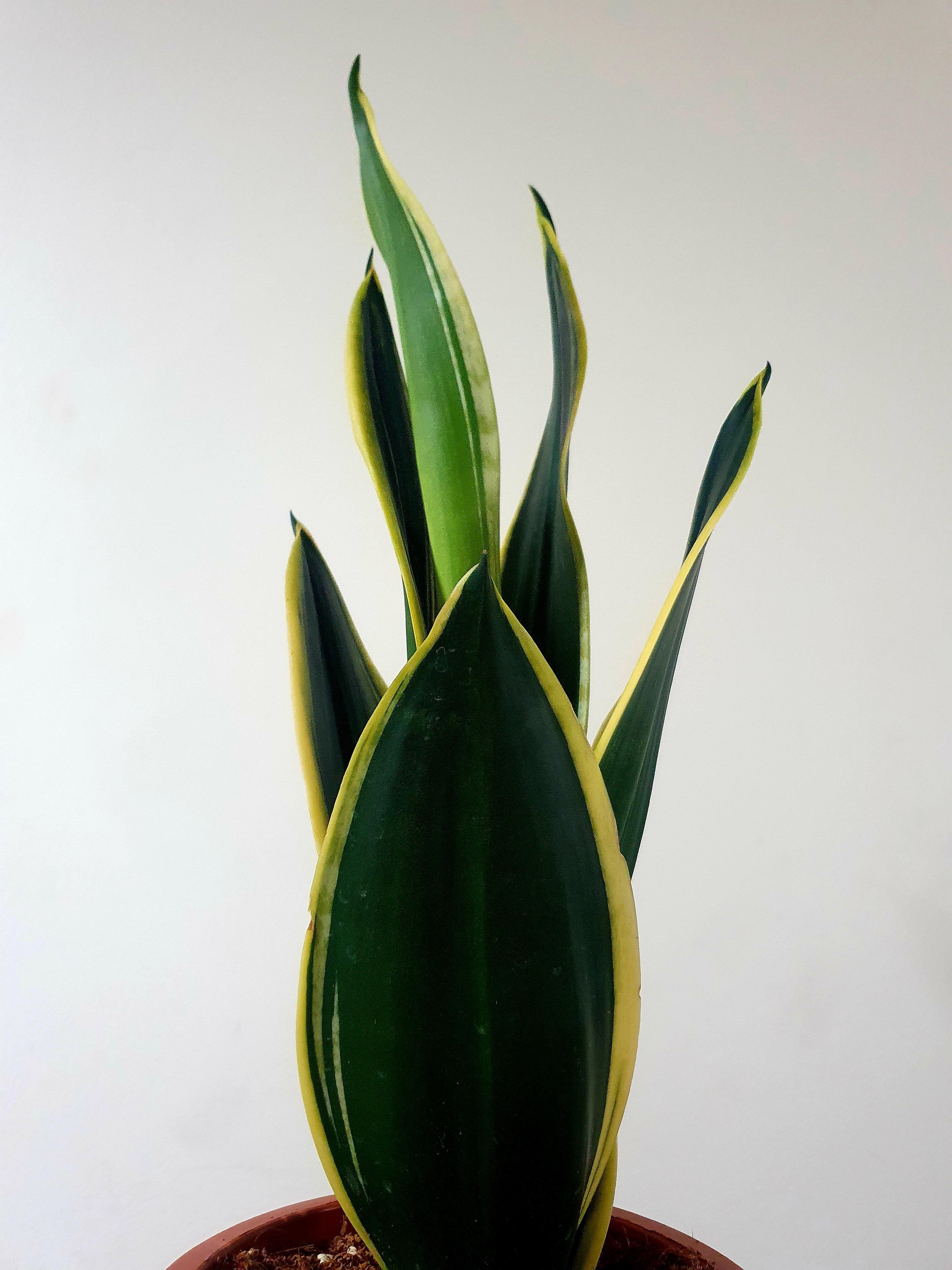 Sansevieria Trifasciata Black Gold Plant Studio LLC