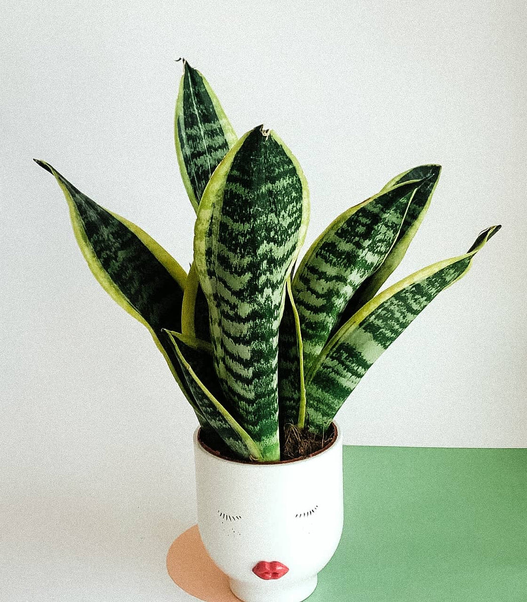 snake plant uae Sansevieria Trifasciata Laurentii