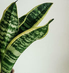 Sansevieria Trifasciata Laurentii - Snake Plant Plant Studio LLC