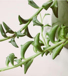 Senecio Peregrinus 'String of Dolphins' Plant Studio LLC