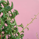 Senecio Peregrinus 'String of Dolphins' Plant Studio LLC