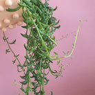 Senecio Peregrinus 'String of Dolphins' Plant Studio LLC