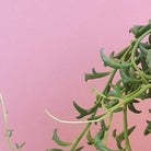 Senecio Peregrinus 'String of Dolphins' Plant Studio LLC