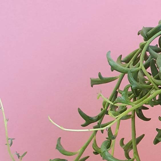 Senecio Peregrinus 'String of Dolphins' Plant Studio LLC
