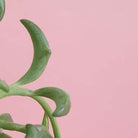 Senecio Peregrinus 'String of Dolphins' Plant Studio LLC