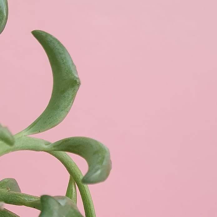 Senecio Peregrinus 'String of Dolphins' Plant Studio LLC