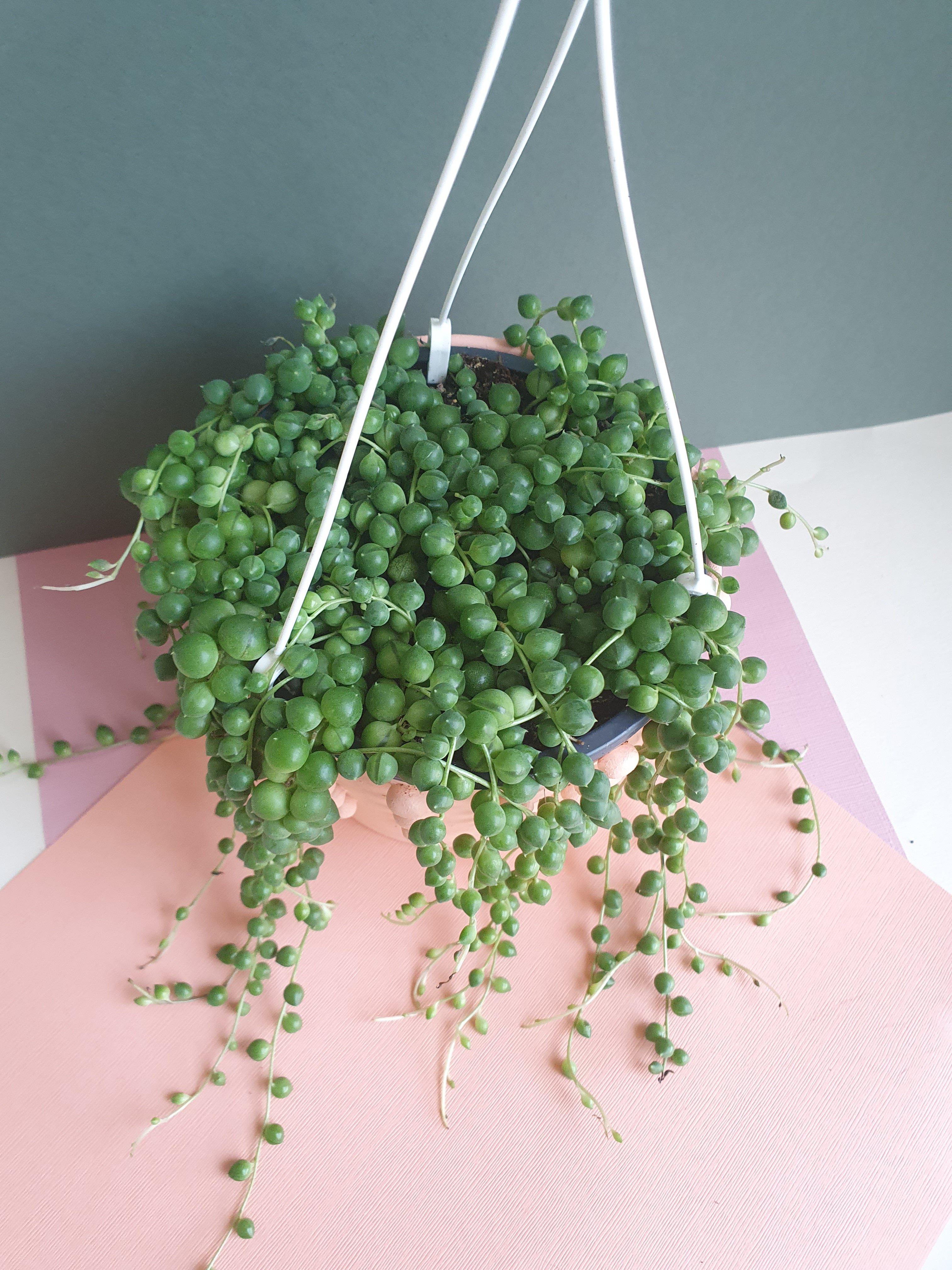 Senecio Rowleyanus 'String of Pearls' Plant Studio LLC