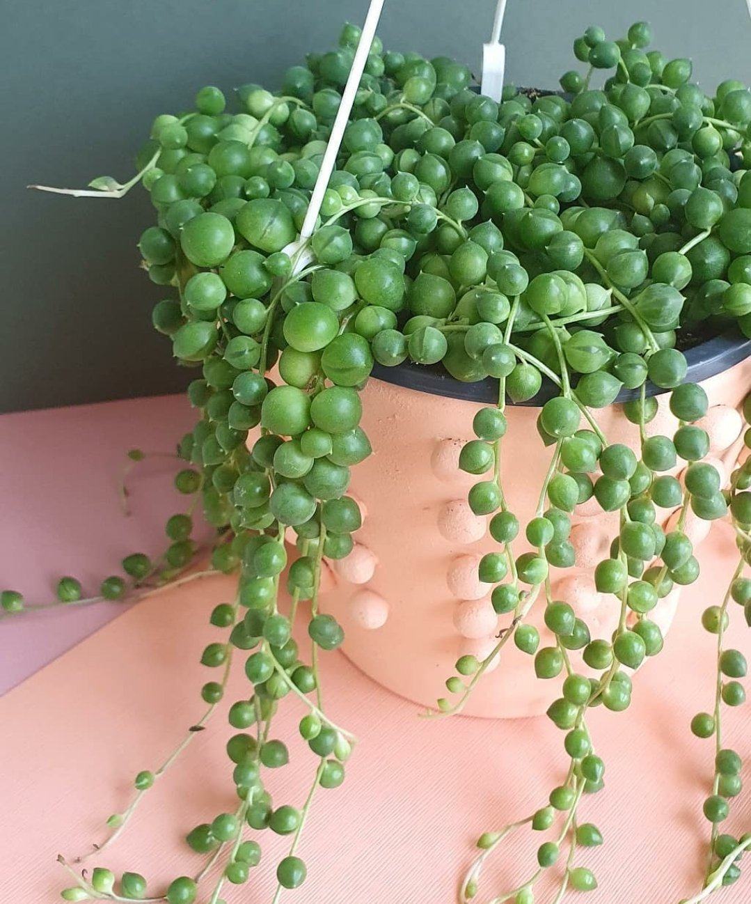 Senecio Rowleyanus 'String of Pearls' Plant Studio LLC