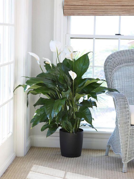 Spathiphyllum 'Peace Lily' Plant Studio LLC 130-140cm