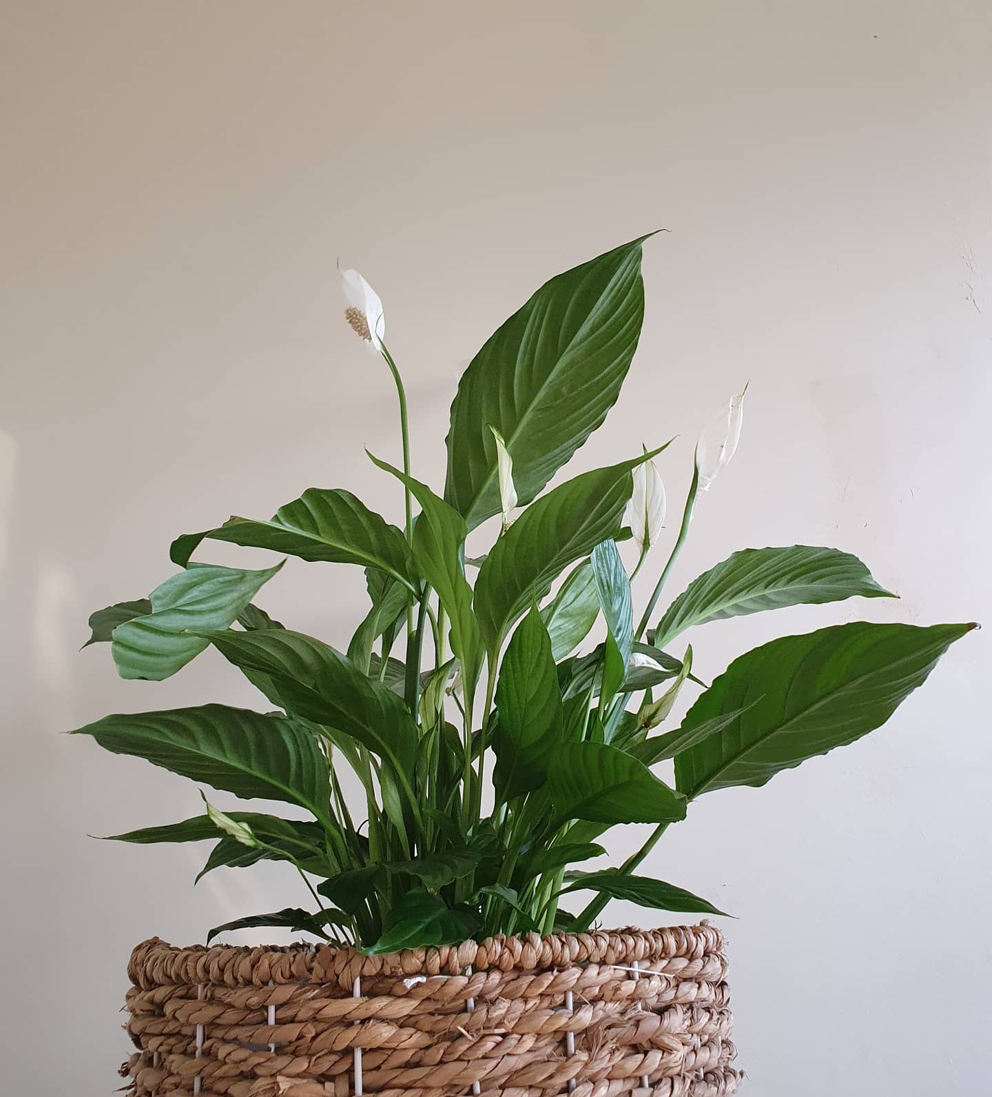 Spathiphyllum 'Peace Lily' Plant Studio LLC 70cm