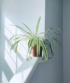 Spider Plant Plant Studio LLC