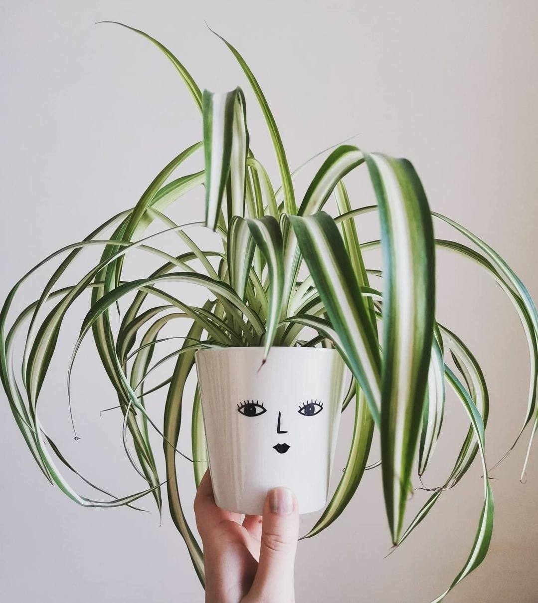 Spider Plant Plant Studio LLC