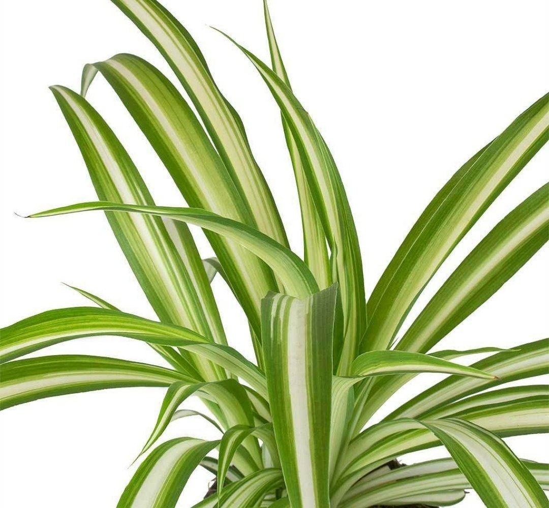 Spider Plant Plant Studio LLC