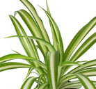 Spider Plant Plant Studio LLC