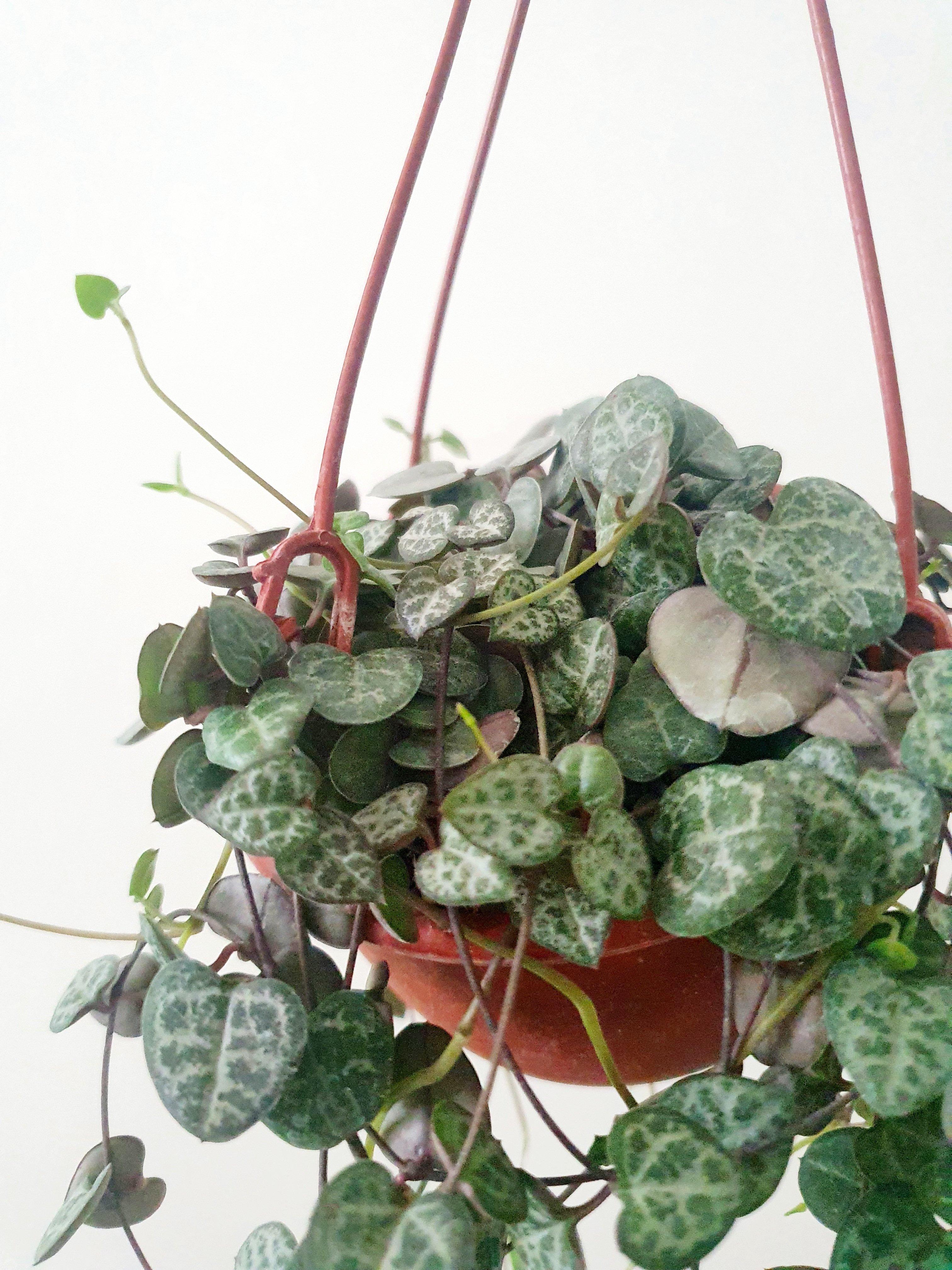 String of Hearts - Ruby Plant Studio LLC