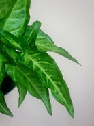 Syngonium Angustatum Plant Studio LLC