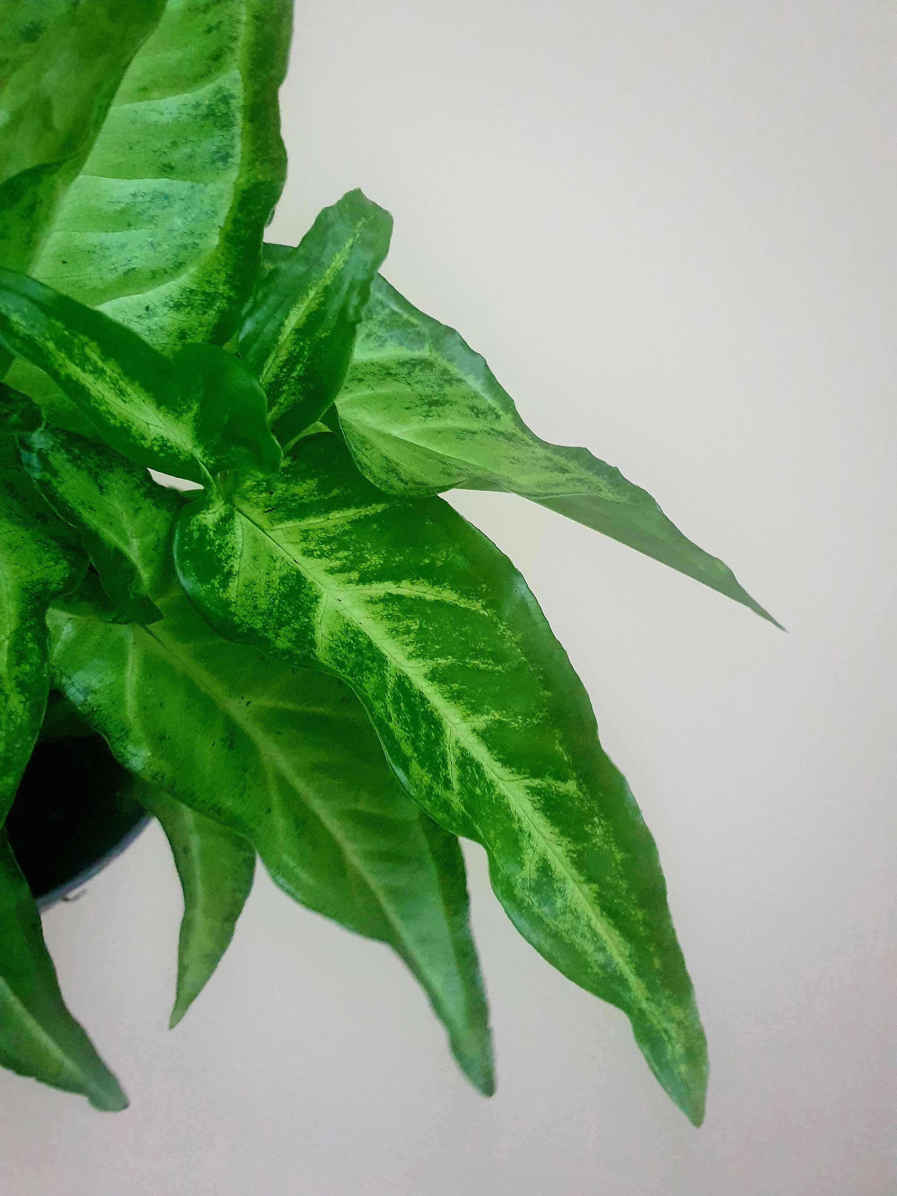 Syngonium Angustatum Plant Studio LLC