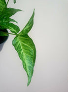 Syngonium Angustatum Plant Studio LLC