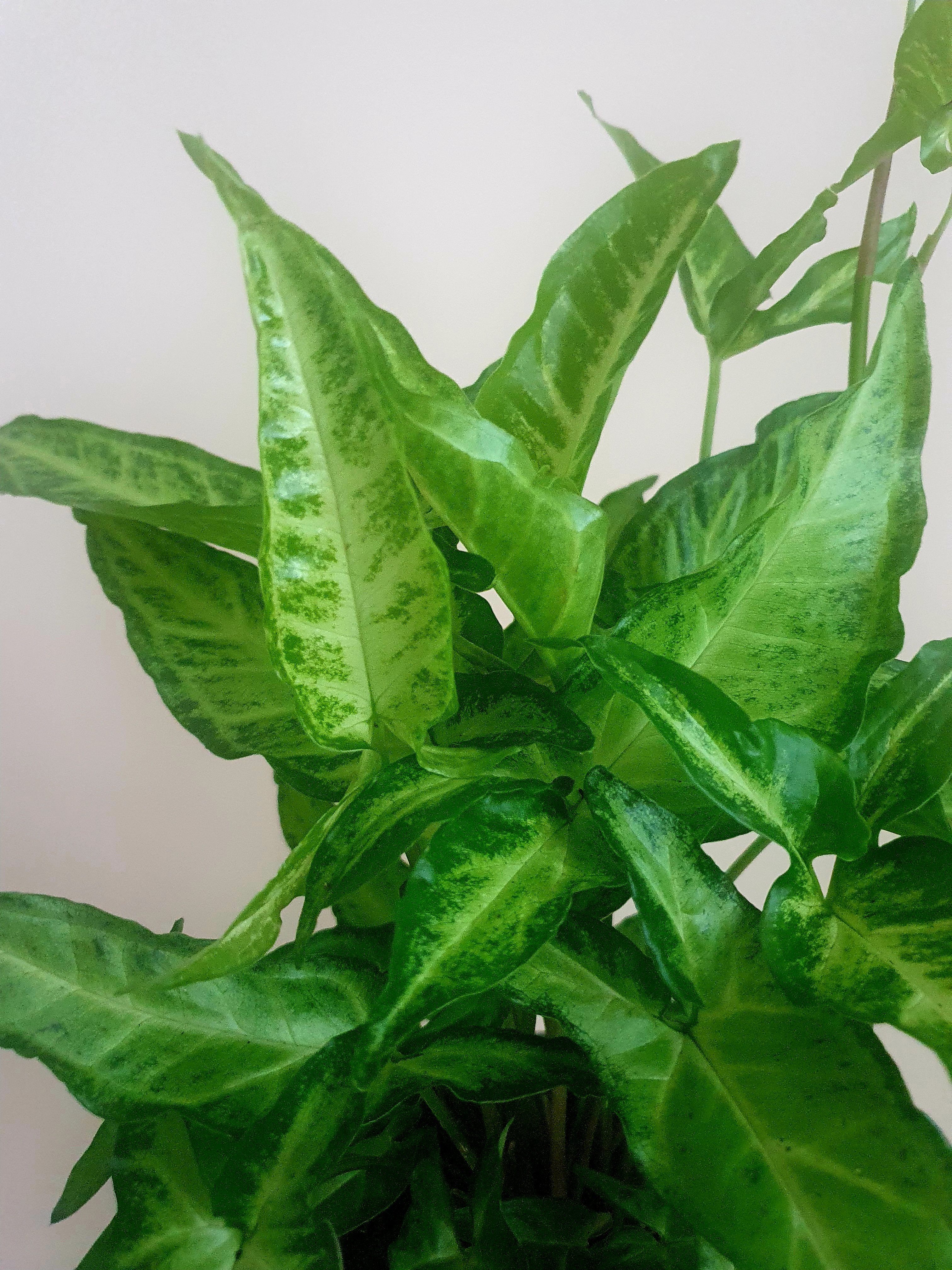 Syngonium Angustatum Plant Studio LLC