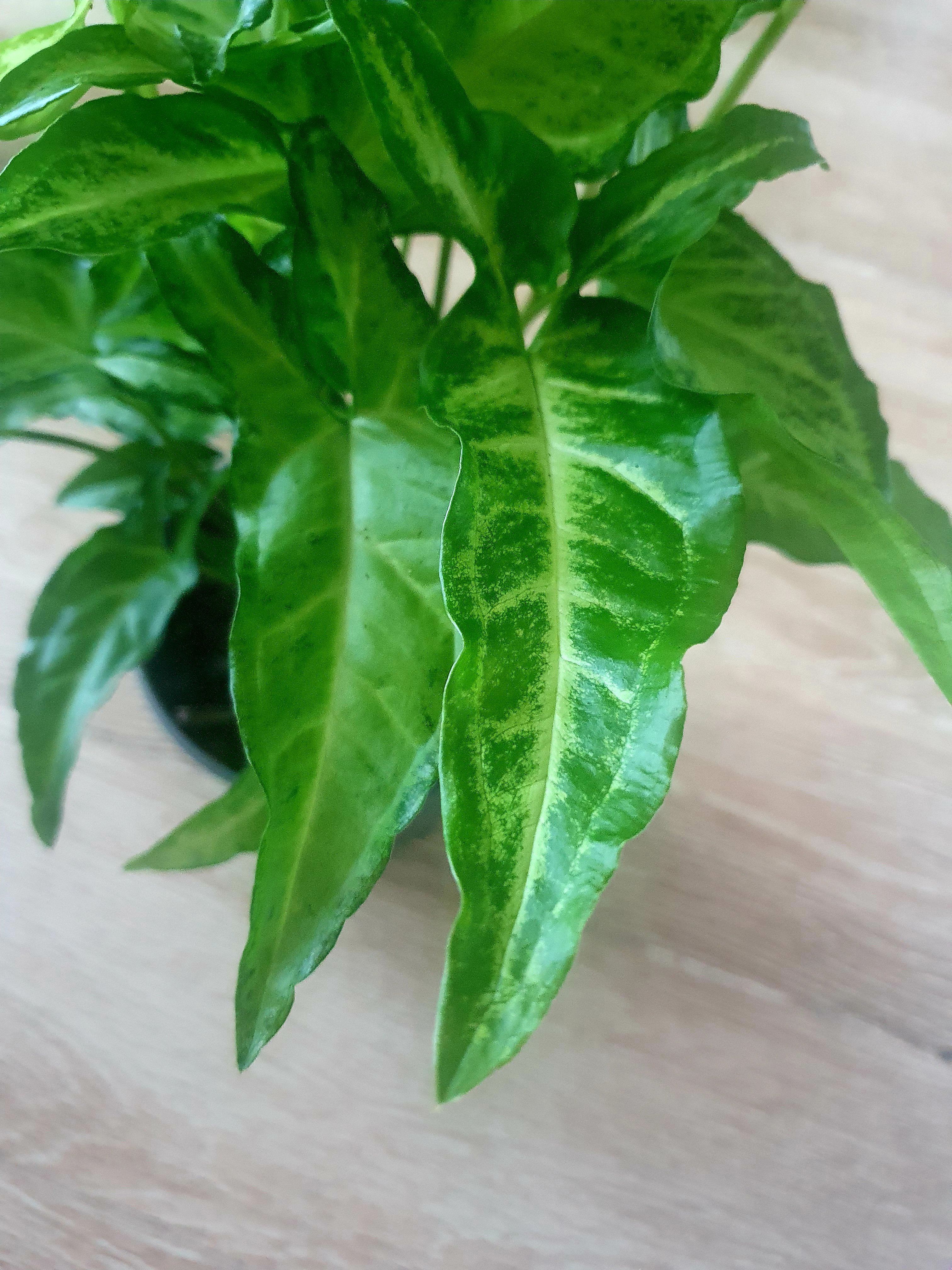 Syngonium Angustatum Plant Studio LLC
