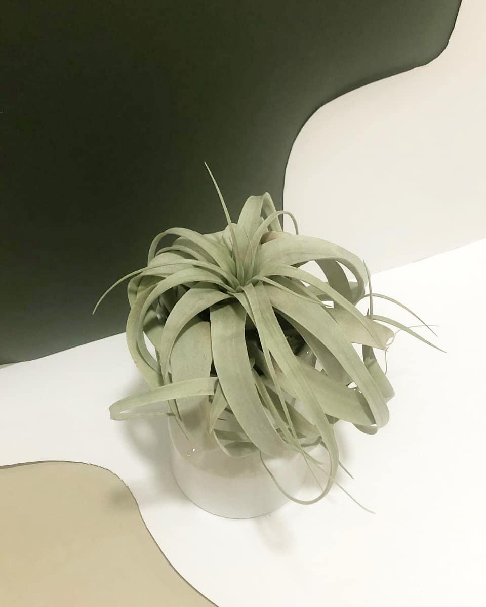 Tillandsia Xerographica Plant Studio LLC
