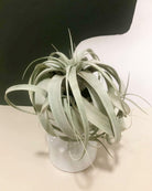 Tillandsia Xerographica Plant Studio LLC
