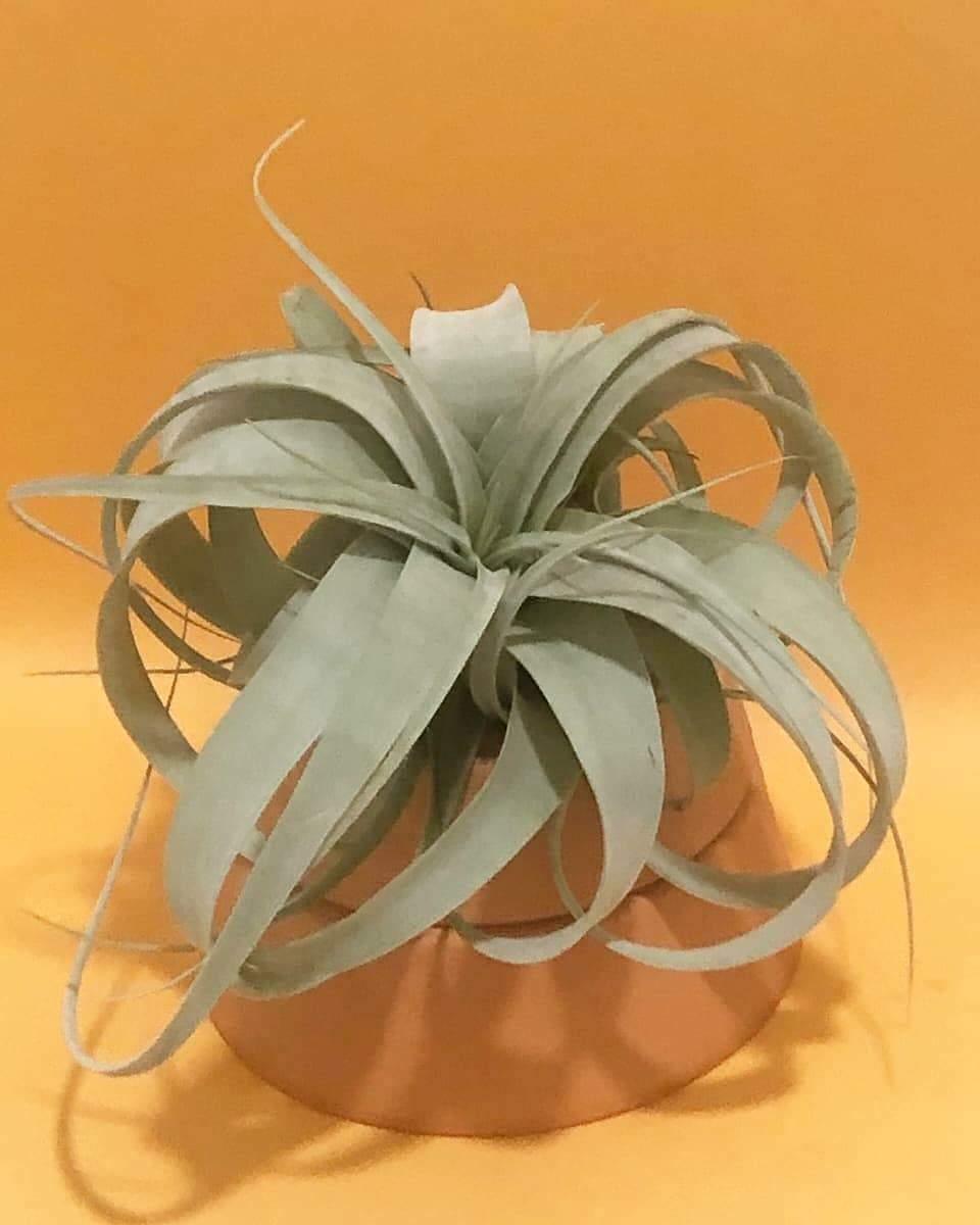 Tillandsia Xerographica Plant Studio LLC