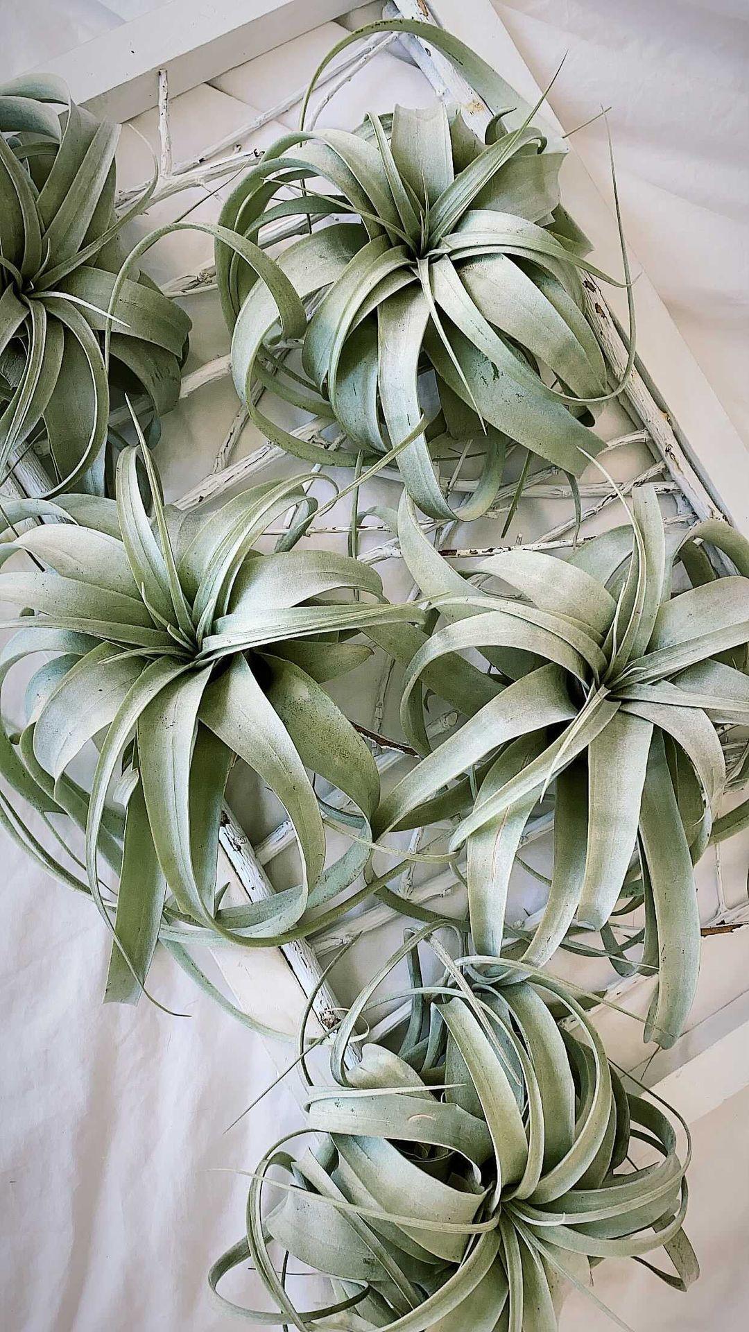 Tillandsia Xerographica Plant Studio LLC