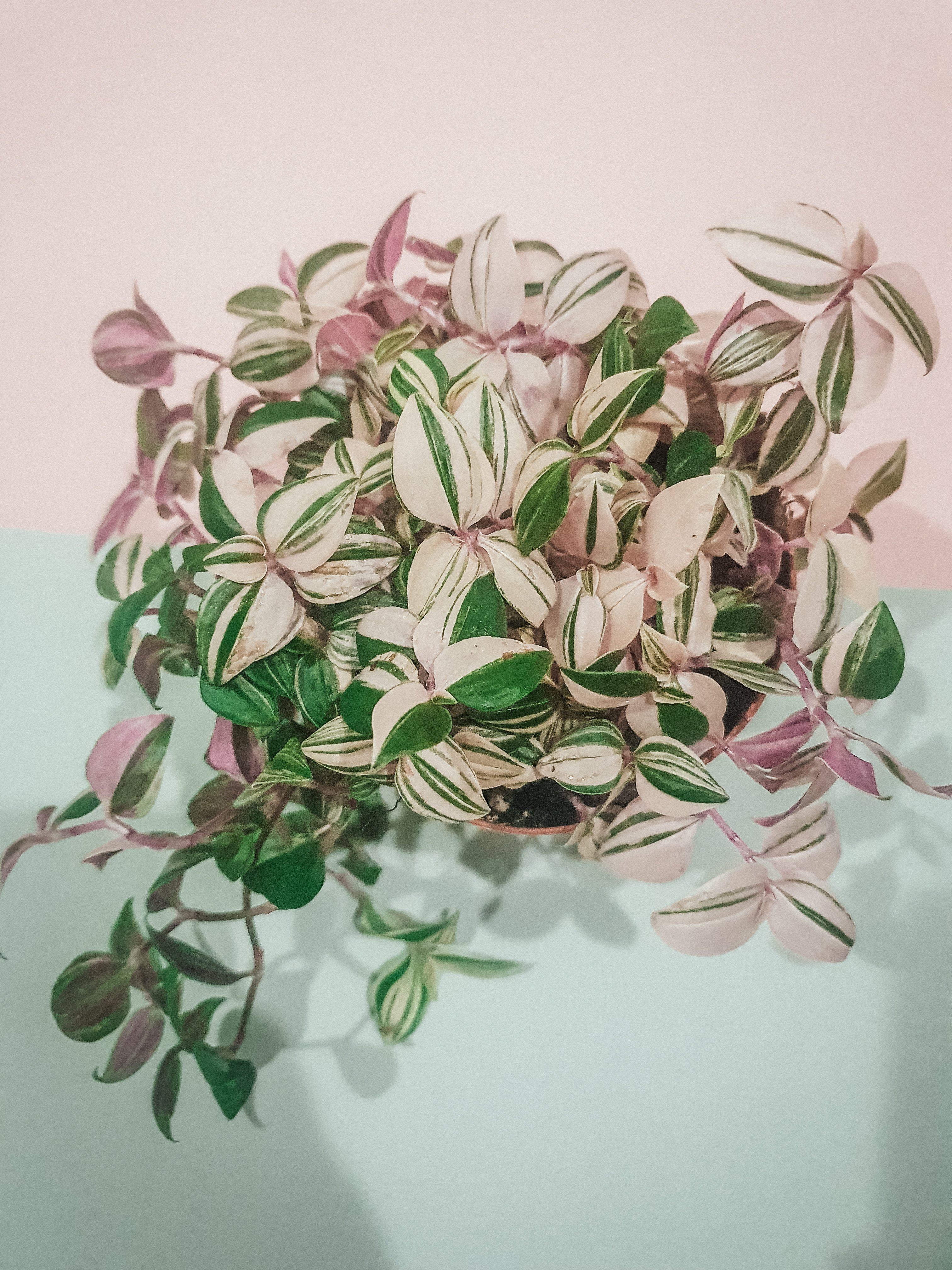 Tradescantia Quadricolor Plant Studio LLC