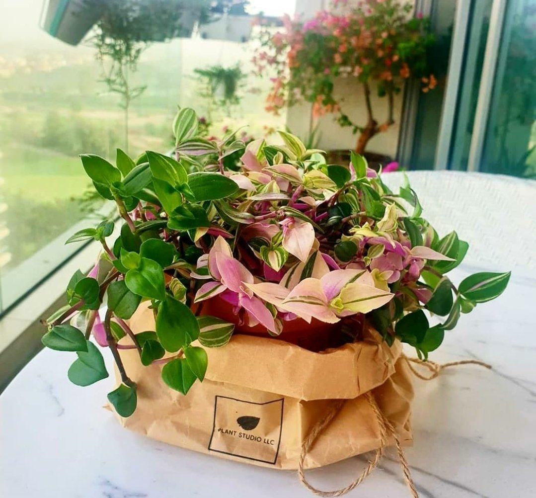 Tradescantia Quadricolor Plant Studio LLC