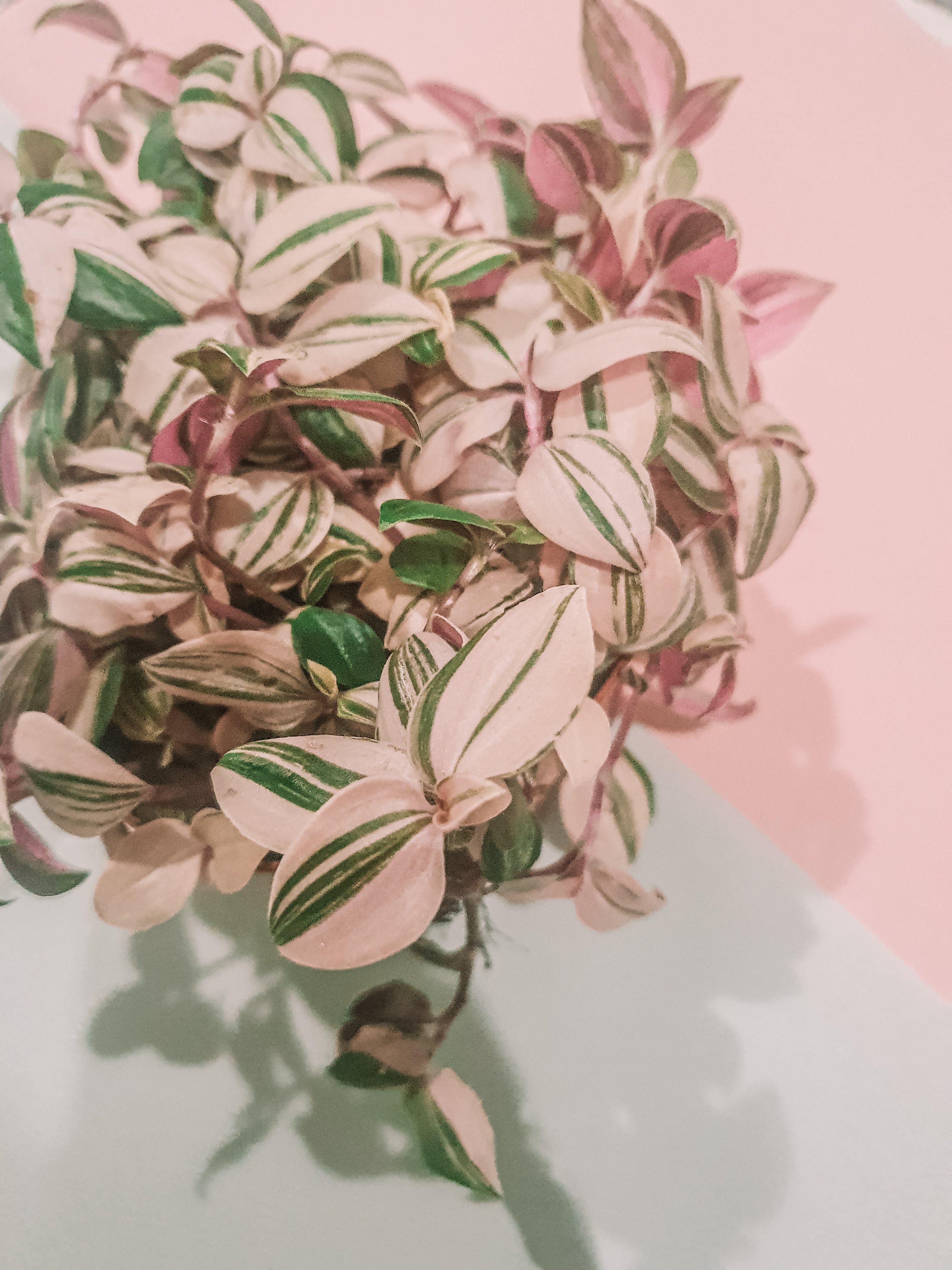 Tradescantia Quadricolor Plant Studio LLC