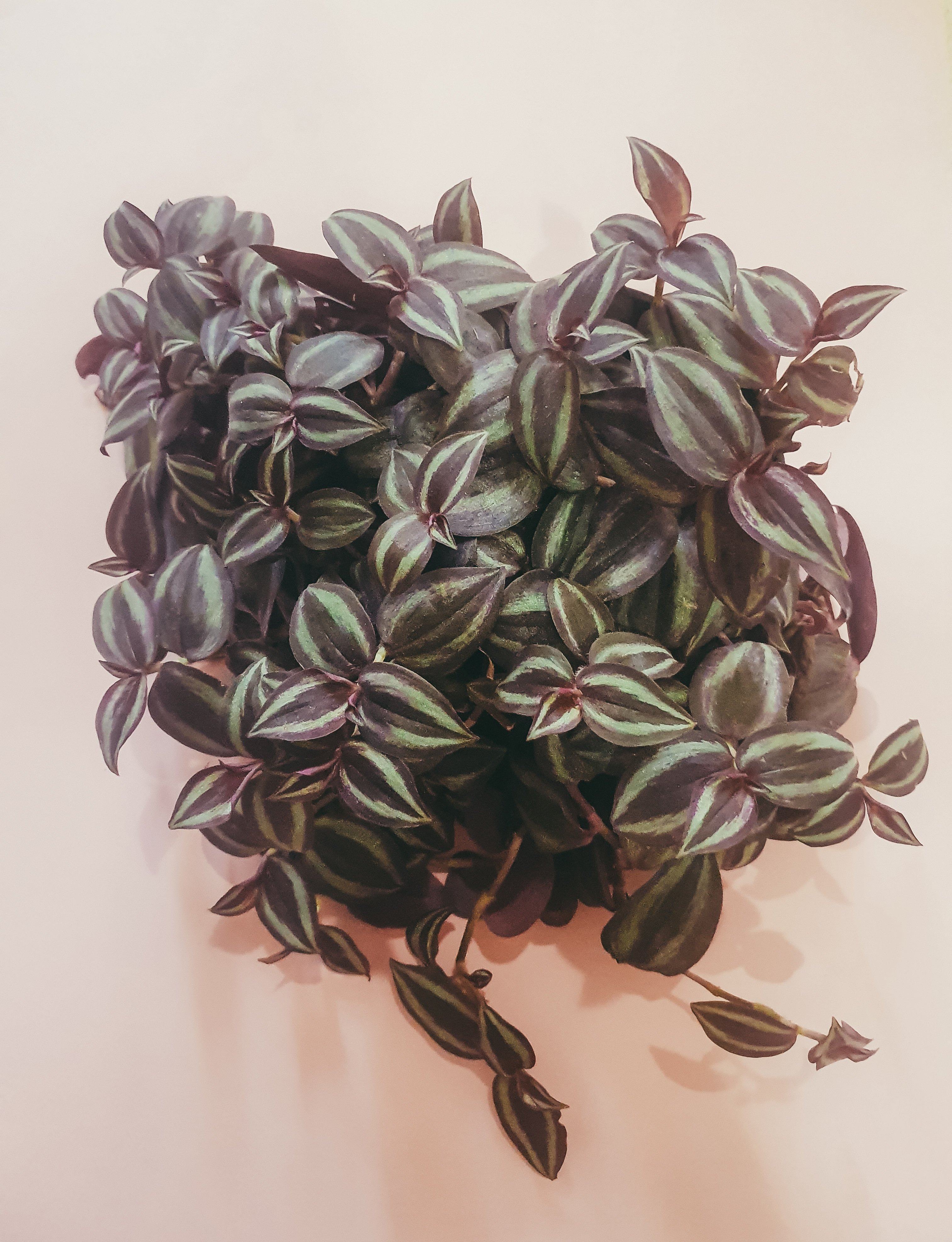 Tradescantia Zebrina Plant Studio LLC