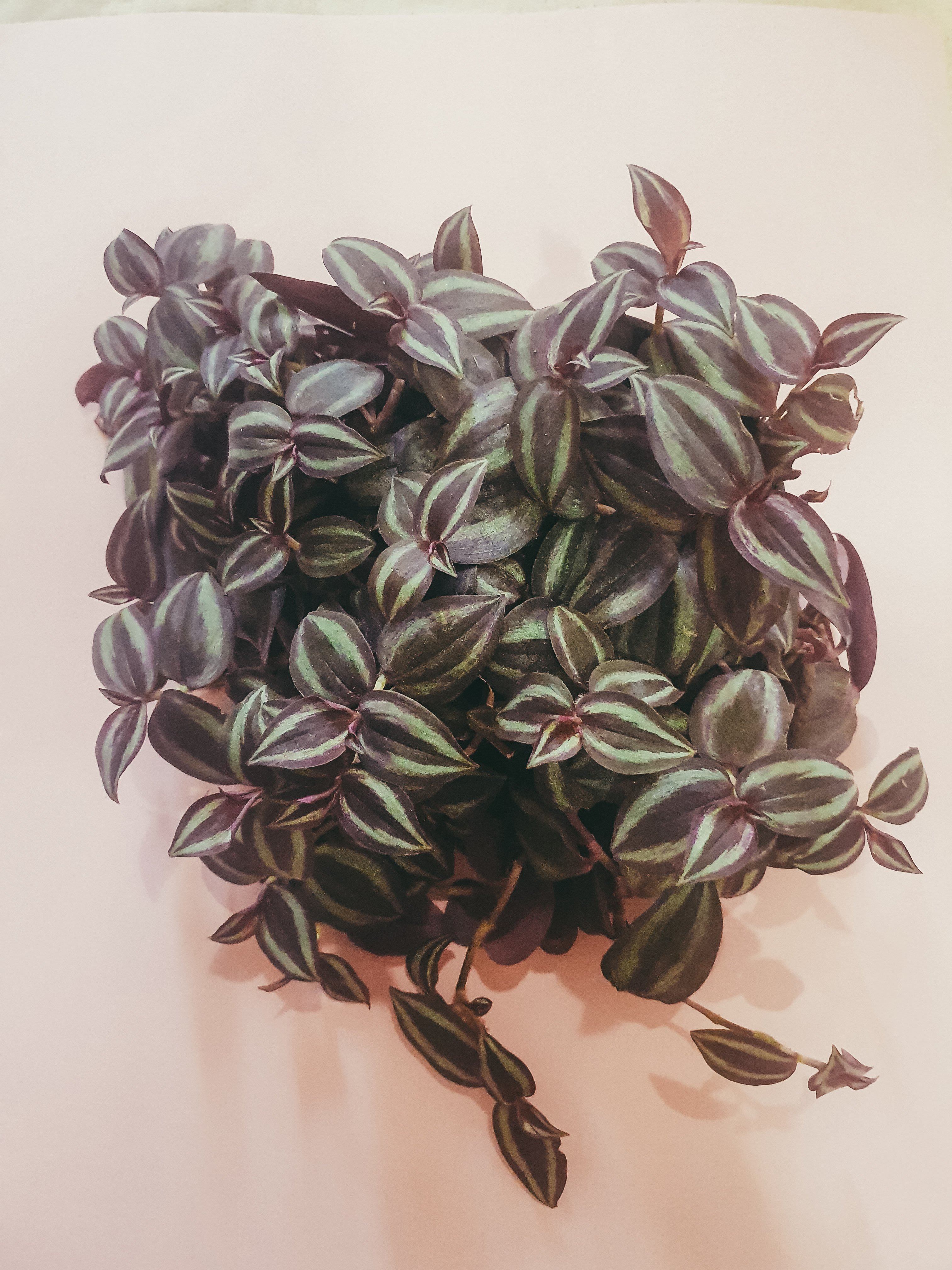 Tradescantia Zebrina Plant Studio LLC