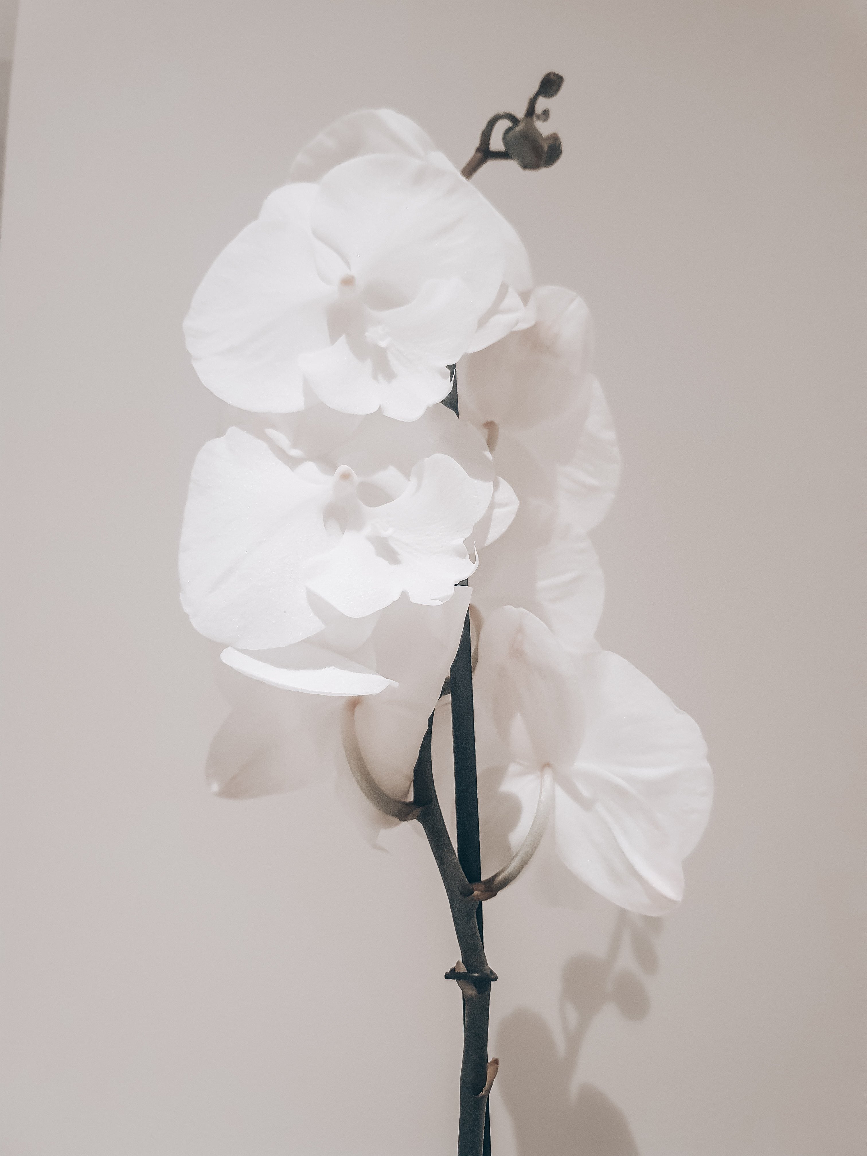 Vanda Orchid 'White Diamond' Plant Studio LLC