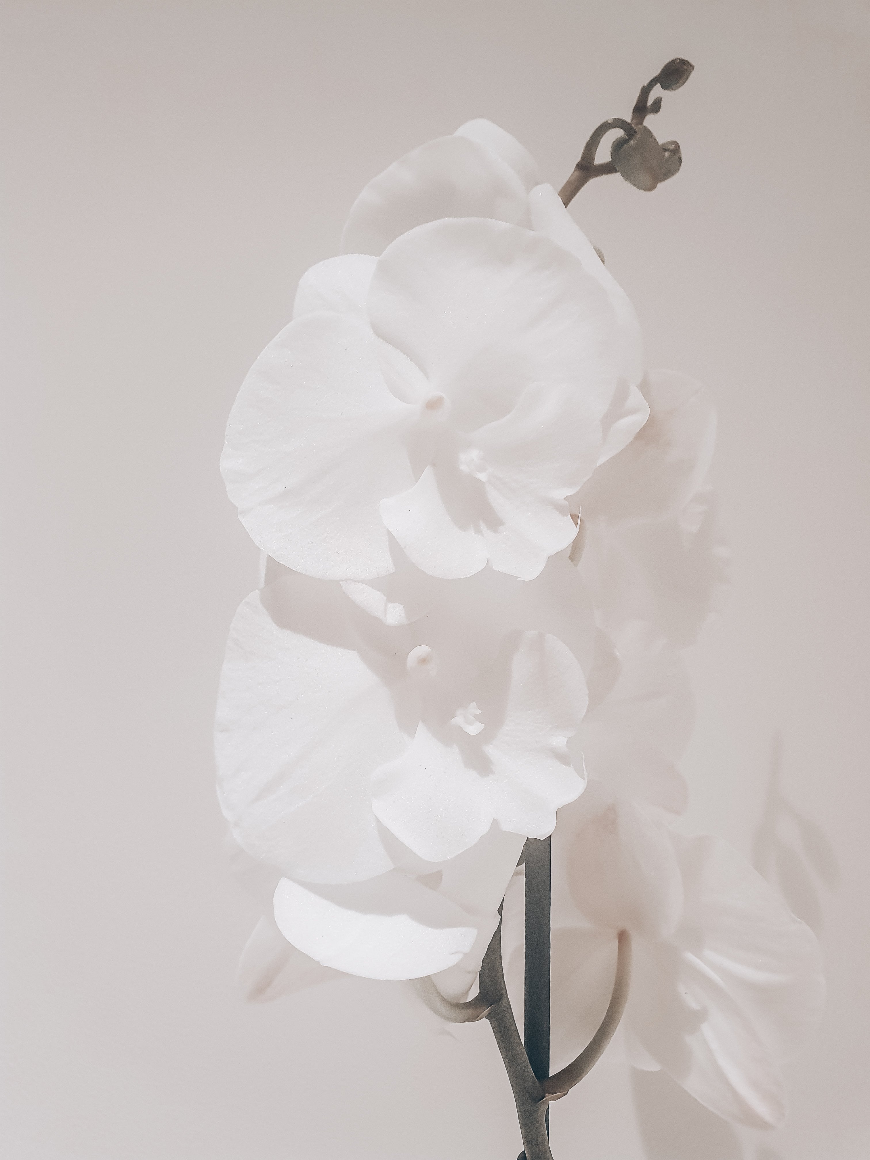 Vanda Orchid 'White Diamond' Plant Studio LLC