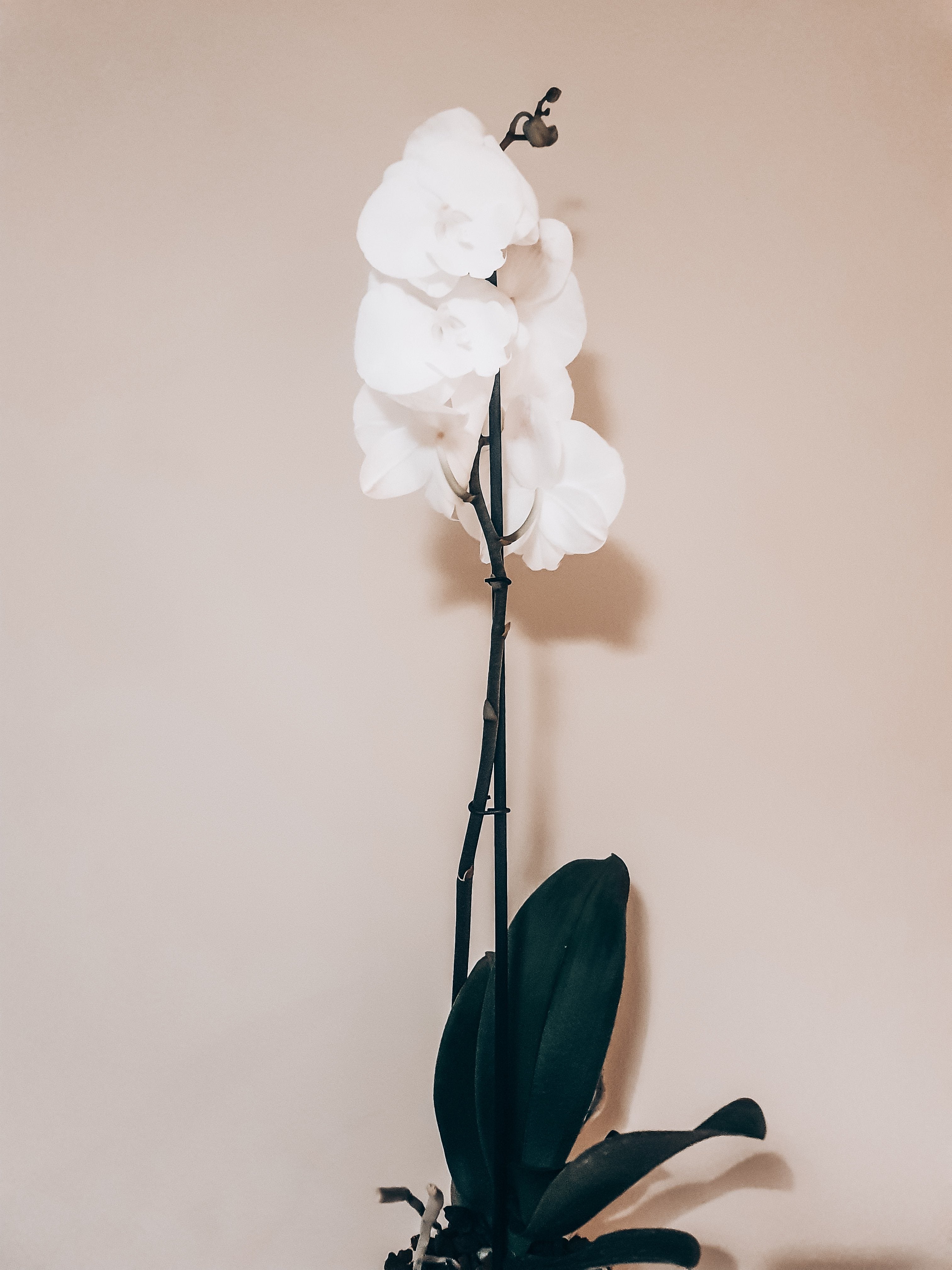 Vanda Orchid 'White Diamond' Plant Studio LLC