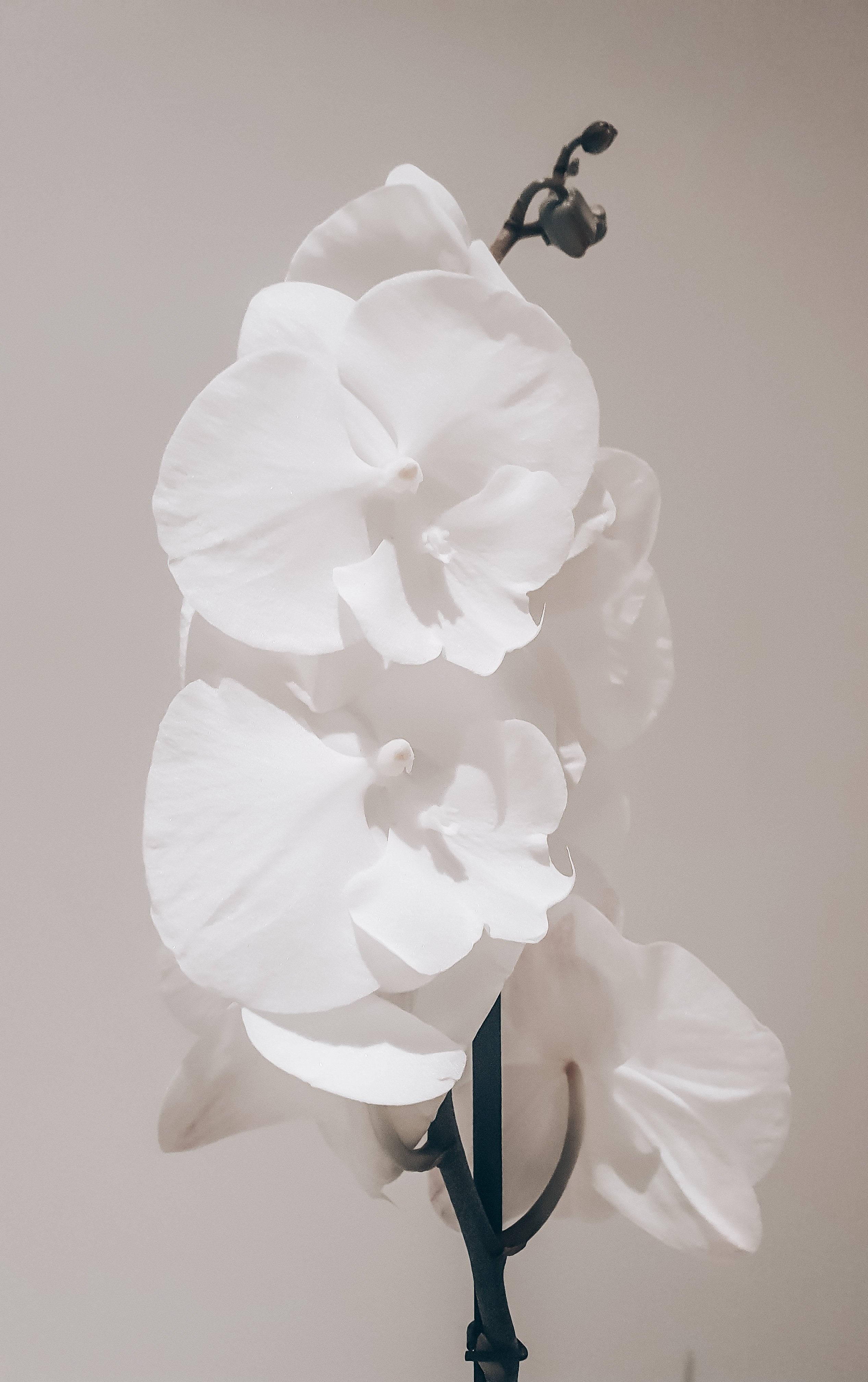 Vanda Orchid 'White Diamond' Plant Studio LLC