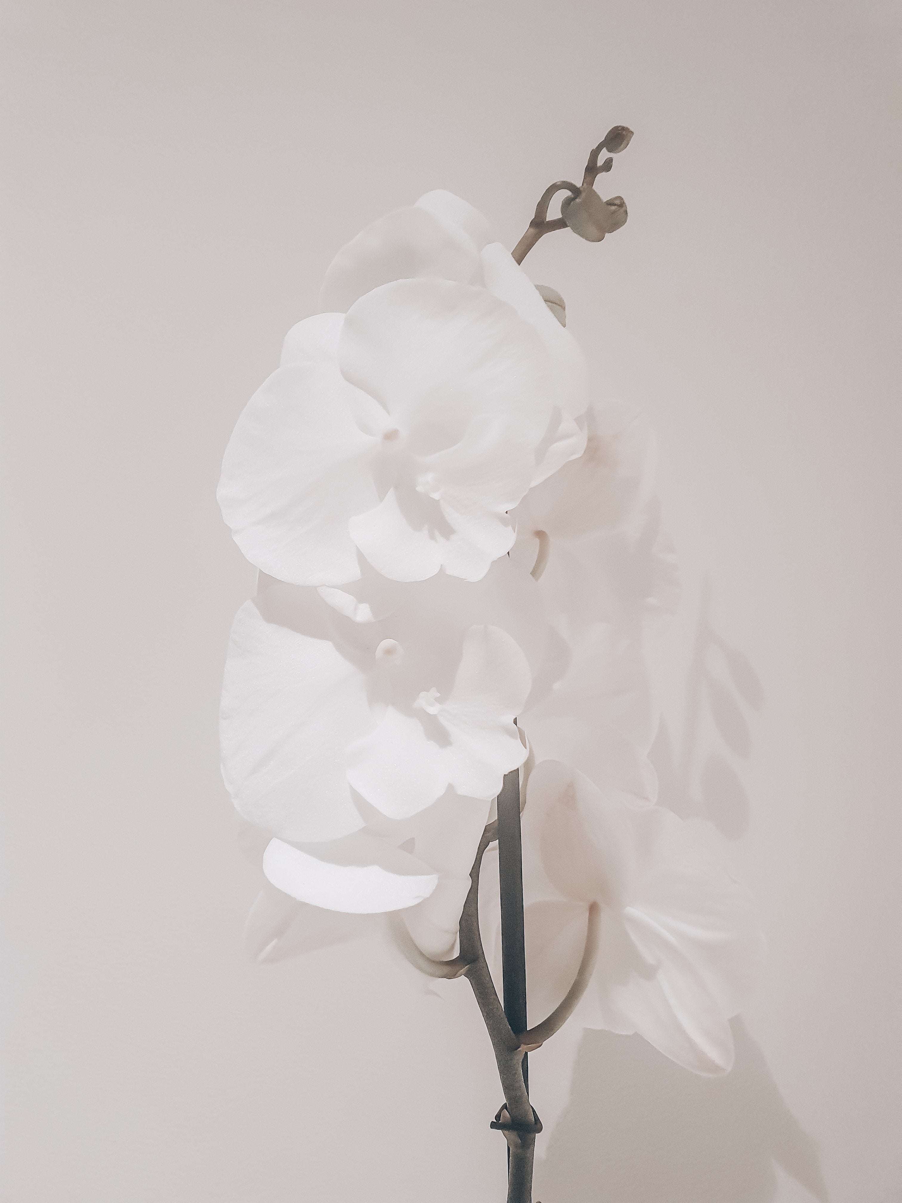 Vanda Orchid 'White Diamond' Plant Studio LLC