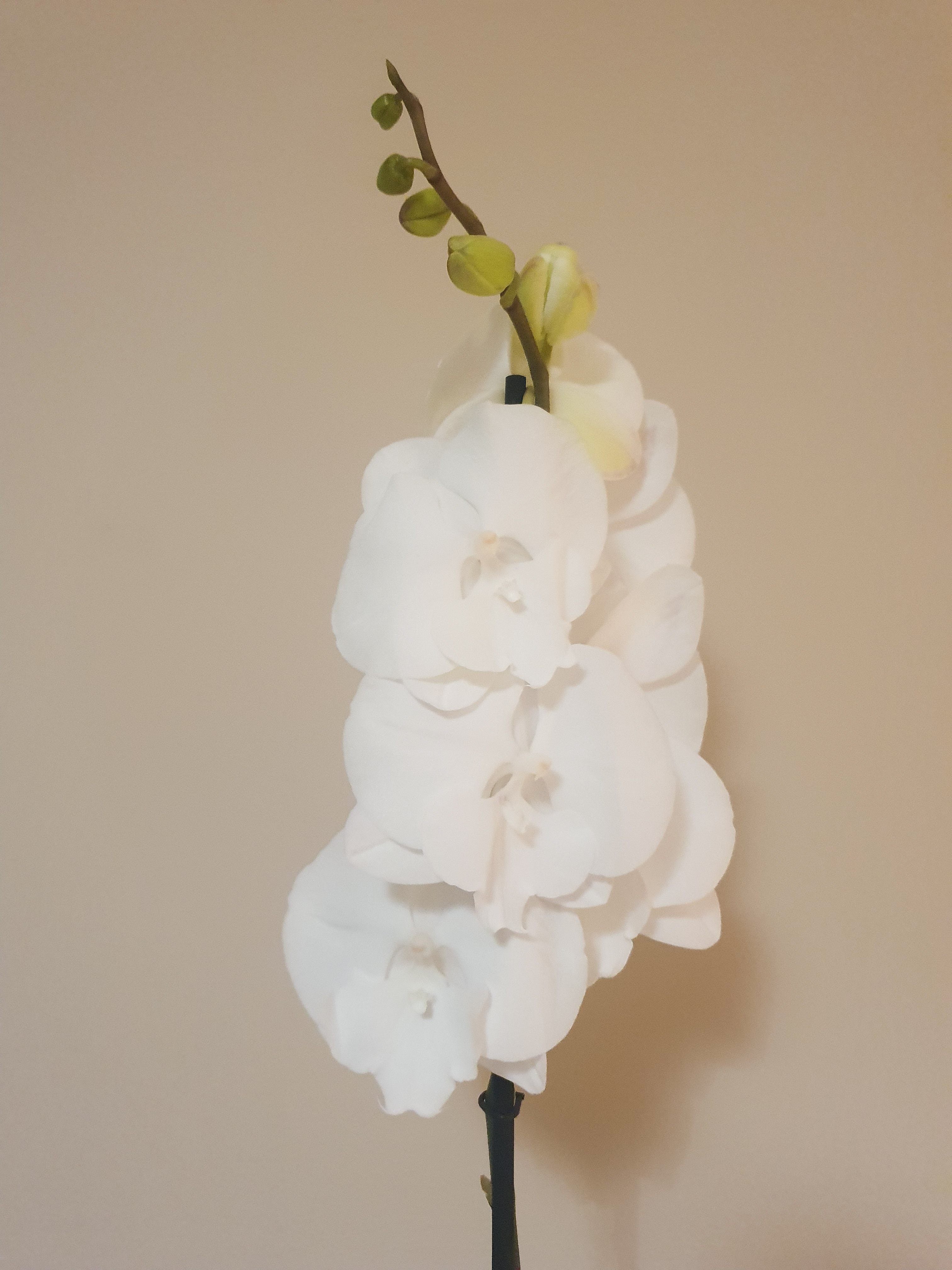 Vanda Orchid 'White Diamond' Plant Studio LLC