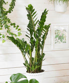 Zamioculcas Zamiifolia Plant Studio LLC