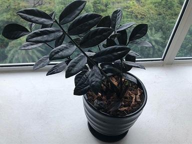 ZZ Raven Black Plant Studio LLC