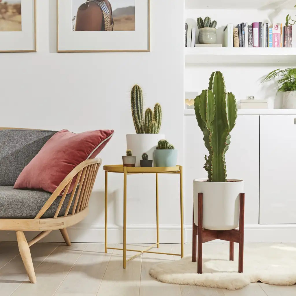 potted cactus in floor next to sofa as interior design - Plant Studio